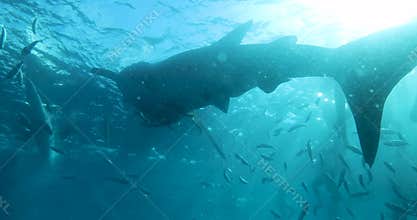 A whale shark swims towards the camera with its mouth wide open. Around the shark swims a large shoal of small fish