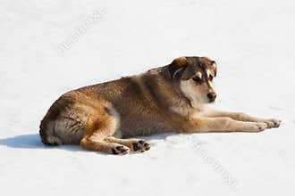 Dog sitting on snow