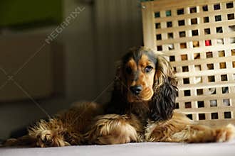 Cocker spaniel low key portrait