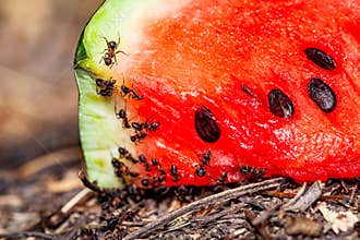 Large black ants eat watermelon rind. The watermelon peel lies on the grass.