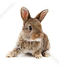 Animals. Rabbit isolated on a white