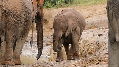 A young African elephant calf, Addo Elephant National Park, South Africa
