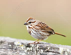 A Small Song Sparrow Sitting On A Wood Fence