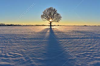 Lonely oak tree on a snowy field. Winter sunset or sunrise in Europe
