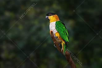 Black-headed Parrot bird