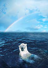 Polar bear