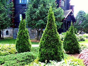 Cedars trio in the garden