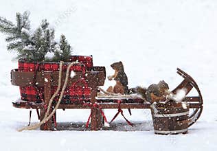 Douglas Squirrels on Wooden Vintage Sleigh