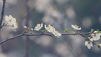 Plum Tree Flower Blossom. Blossoming Cherry Tree In Early Spring. Plum Branch With Flowers.