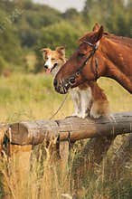 Red border collie dog and horse