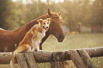 Red border collie dog and horse