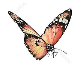 Watercolor monarch butterfly. Realistic orange insect isolated on white. Hand painted scientific illustrations. Detailed