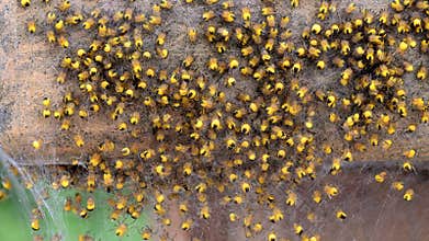 Young Araneus dadematus or common garden spider spiderlings crawling around