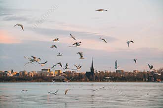 Seagulls at black sea