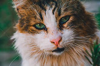 Stray Cat with Mesmerizing Green Eyes