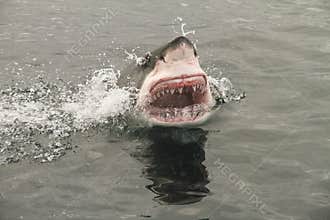 Attack great white shark
