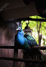 Peacock