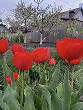 in spring, a beautiful red tulip bloomed in the country