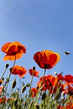 Red poppy blossoms with blue sky in the background. Field of Poppies in backlight. Beautiful poppy field, summer flowers