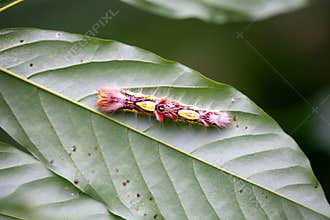 caterpillar of a Menelaus blue morpho, Morpho menelaus