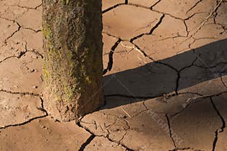 Tree Surrounded by Cracked Soil in Summer