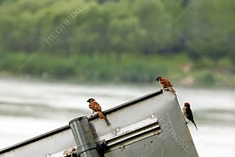 Three sparrows landed on a signboard in the wetland park.