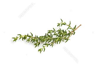 Fresh thyme branch