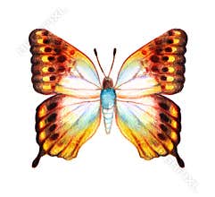 Hand drawn butterfly on white background