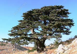 Lebanese ceder.