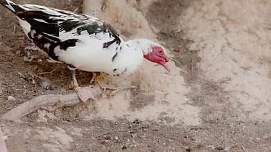 Muscovy duck is looking for food in a farm. This black and white duck is a large species of duck, native to mexico
