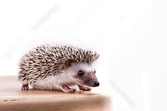 A Baby hedgehog