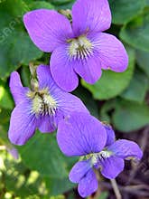 Vibrant Wild Violets
