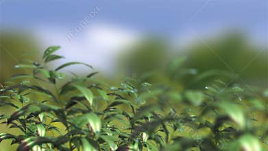 Animated backdrop with moving plants