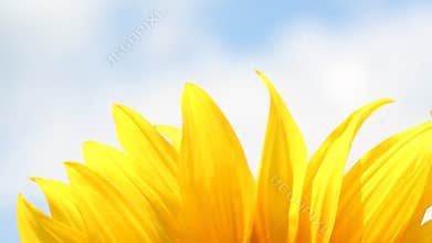 Sunflower leaf nature background