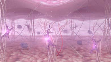 3D Animation of Fibroblast Activation and Collagen Restoration: Anti-Aging Skin Treatment