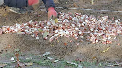 Planting flower bulbs in freshly prepared soil rows,