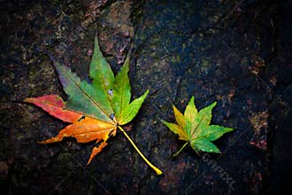 Colourful leaves