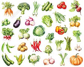 Watercolor big set of vegetables isolated on white background