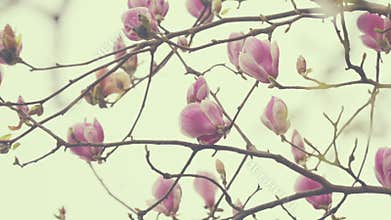 Bright Pink Magnolia Flower. Pink Magnolia Flowers. Natural Abstract Background.