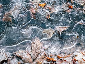 Frozen puddle of water with dead leaves