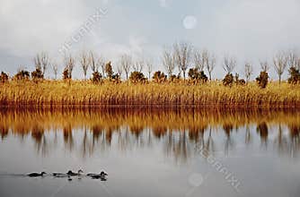 Scenery of reed pond in winter.