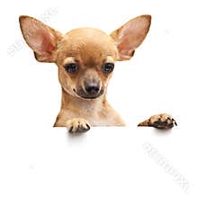 Young dog