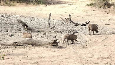 A family of warthogs walking away from a dry waterhole