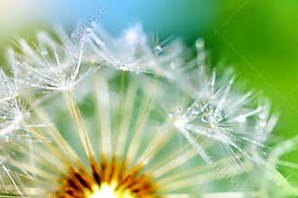 Dandelion flower. macro