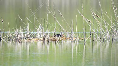 The red-necked grebe pair builds a nest. (Podiceps grisegena)