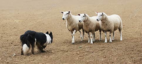 Sheepdog and the Sheep