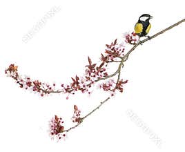 Male great tit perched on a flowering branch, Parus major