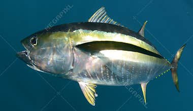 Yellowfin tuna fish underwater in ocean