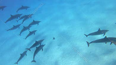 Dolphins - Spinner Dolphins in Egypt, Marsa Alam Sataya Reef