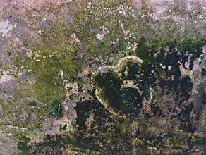 Wall texture with moss pattern for abstrack background or 3D rendering